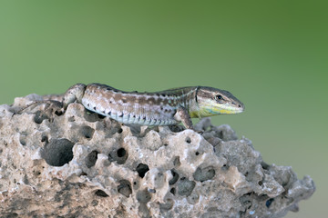 a Ruin Lizard - Podarcis siculus