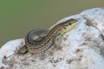 a Ruin Lizard - Podarcis siculus