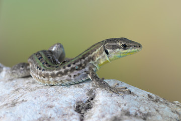 a Ruin Lizard - Podarcis siculus