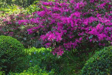 Obraz premium Beautiful fluffy bushes of loropetalum. Purple flowers. Natural background of blooming purple flowers and ball-shaped bushes. Blooming People's Square in Shanghai, China.