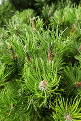 Pine tree branch close-up marco art abstract