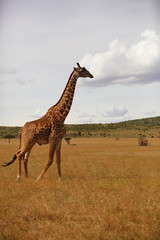 Giraffe in the wilderness of Africa