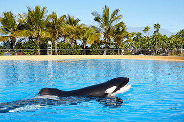 Killer Whale (Orcinus orca) in the water