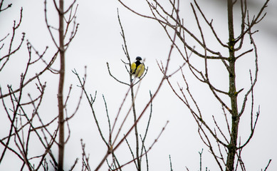  Photos in the forest