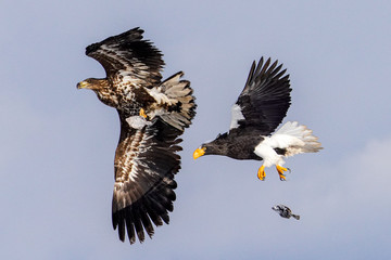 オオワシとオジロワシ