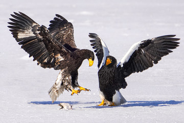 オオワシとオジロワシ