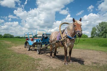 Cart-drawn horse for a walk in the countryside.