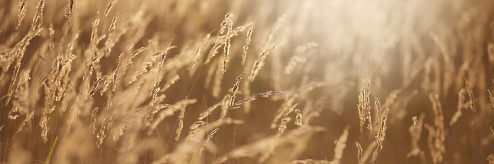 field of grass during sunset