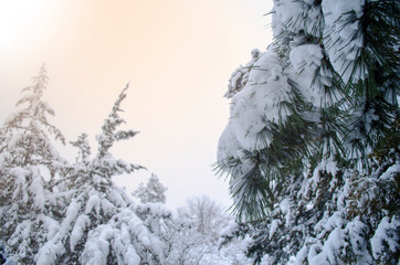Winter forest, tree branches to go under the weight of snow.