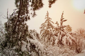 Winter forest, tree branches to go under the weight of snow.