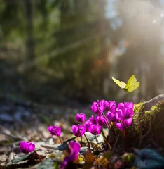 Foto auf Leinwand Natur Kunst Schöner frischer Frühlingsmorgen der wilden rosa Blume auf Natur und flatternder Schmetterling auf Frühlingswaldhintergrund, Makro. Frühlingsvorlage  © Konstiantyn