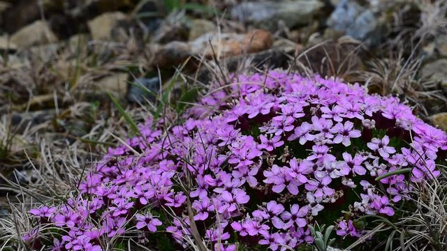Moss campion / cushion pink (Silene acaulis) in flower, Keen of Hamar, Unst, Shetland Islands, Scotland, UK
