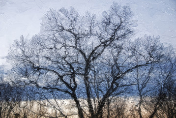 Fototapeta na wymiar Impressionistic Style Artwork of the Silhouetted Limbs of a Winter Tree