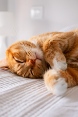 Fototapeta na wymiar Cute ginger tabby cat laying down