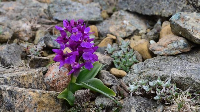 Early-purple orchid (Orchis mascula) in flower, Keen of Hamar, Unst, Shetland Islands, Scotland, UK