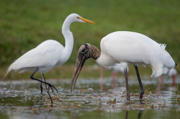 A Wood Stork wades in the shallow water with a Great Egret in the background in soft overcast light.