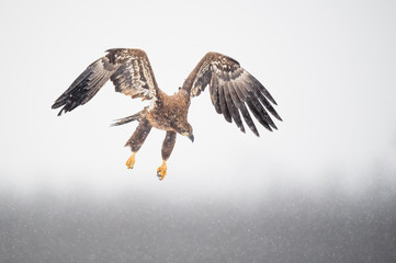 A juvenile Bald Eagle flies over an open field in the falling snow on a cold winter day.