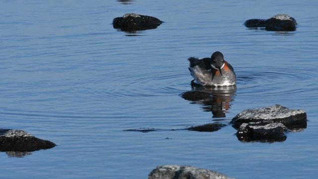 Red-necked phalarope (Phalaropus lobatus) female in breeding plumage in Loch of Funzie on Fetlar, Shetland Islands, Scotland, UK