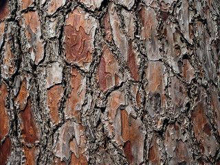 Oak tree bark texture close up background. Wooden texture background. Old tree bark with a nice rugged texture perfect background and wallpaper