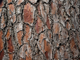 Oak tree bark texture close up background. Wooden texture background. Old tree bark with a nice rugged texture perfect background and wallpaper
