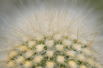 Extreme close-up of a cactus