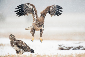 A Juvenile Bald Eagle flying in the snow in an open field with a carcass on the ground.