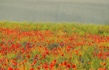 Poppy field in Moravia