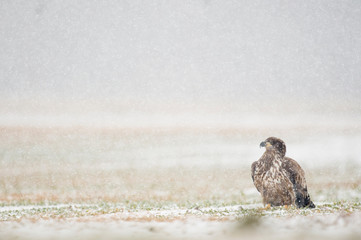 A juvenile Bald Eagle stands in a farm field on a cold winter day in light falling snow.
