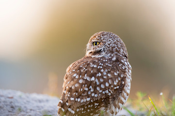 A Florida Burrowing Owl close-up portrait in soft morning sunlight with a smooth green background.