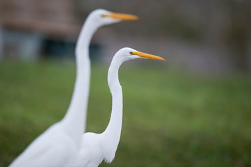 A close-up of a Great Egret with a smooth green background and out of focus egrets around it.