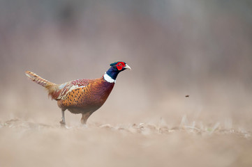 A Ring-necked Pheasant walks in an open field in soft overcast light on a winter day.