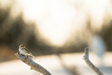 A Snow Bunting perched on a branch of driftwood glowing in the sunlight.
