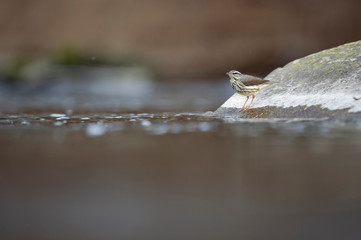 Louisiana Waterthrush perched on a large boulder in the water as it searches for small insects and invertabrates to eat in the soft overcast light.