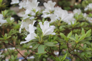white flowers