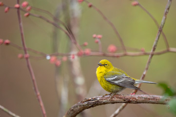 A bright yellow Pine Warbler perched in a branch with a smooth background in soft overcast light.