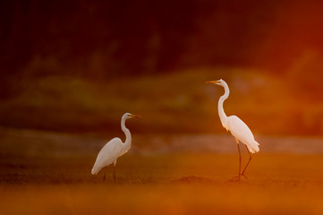 A pair of Great Egrets glowing in the orange setting sunlight in an open field with a dark background.
