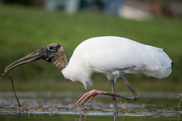A Wood Stork wading in shallow water as it hunts for small fish in the soft overcast light with a smooth green background.