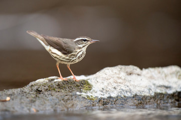Louisiana Waterthrush perched on a large boulder in the water as it searches for small insects and invertabrates to eat in the soft overcast light. © rayhennessy