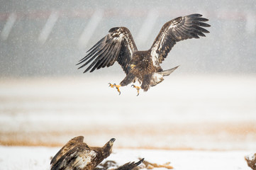 A juvenile Bald Eagles flies in with its talons out to attack other eagles in the snow on a winter day.