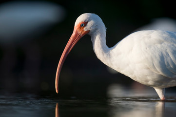A close-up portrait of a White Ibis in the bright sun against a dark black background.