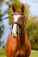 Beautiful brown chestnut horse stallion portrait on autumn nature background.