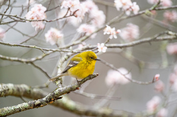 Bright yellow Pine Warbler perched in a flowering tree in spring in sotf overcast light.