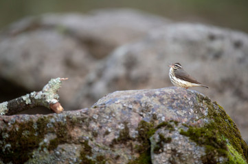 Louisiana Waterthrush perched on a large boulder in the water as it searches for small insects and invertabrates to eat in the soft overcast light.