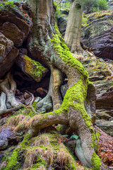 Elbsandsteingebirge - Sächsische Schweiz - Waldlandschaft mit Felsen