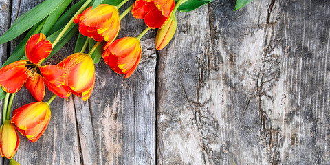 Spring. Holiday background with tulips flowers