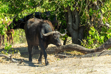 most dangerous animal, african Cape Buffalo at Chobe national park, Botswana safari wildlife