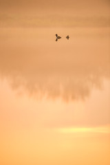 A pair of Hooded Mergansers float on calm water in a scenic foggy early morning scene at sunrise.