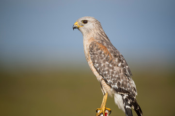 A close portrait of a Red-shouldered Hawk with a smooth background in bright sunlight with its piercing eyes.