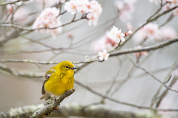 Bright yellow Pine Warbler perched in a flowering tree in spring in sotf overcast light.