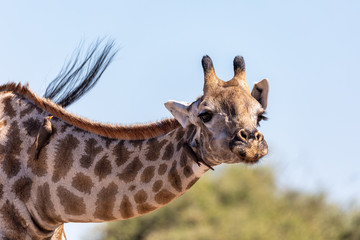 South African giraffe feeding from ground, cute portrait with birds on neck. Chobe National Park,...